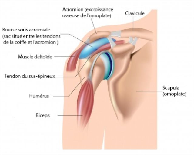 Vue générale de l'épaule