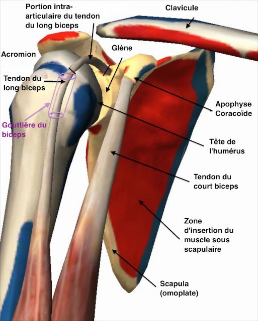 Tendons du biceps