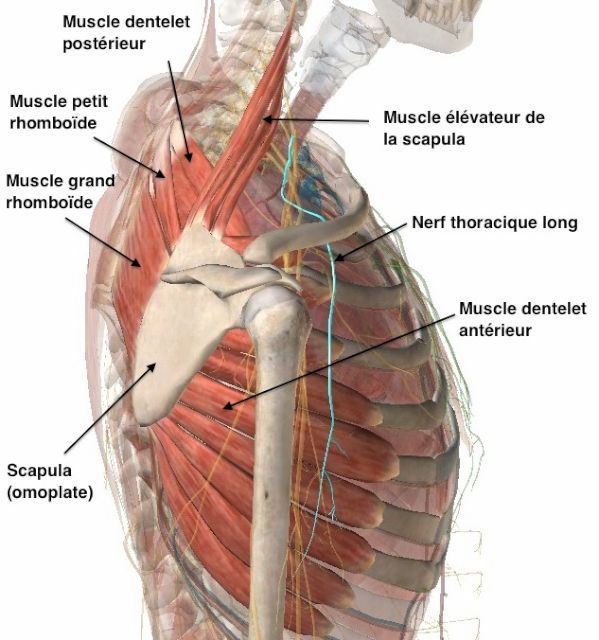 Nerf thoracique long, muscle du grand dentelet et 
             muscles péri-scapulaires 