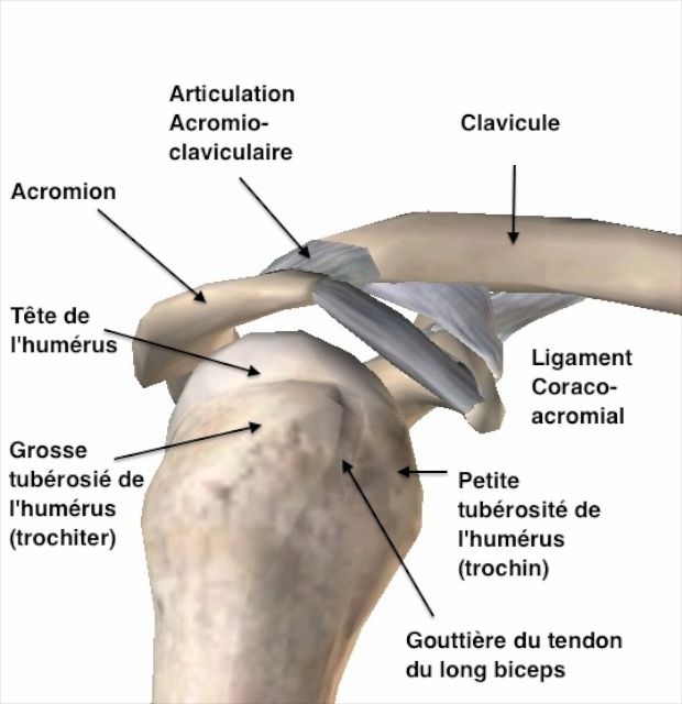 Articulations de l'épaule, vue latérale