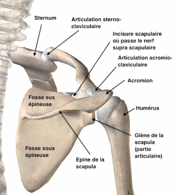 Rapports osseux de la clavicule, vue postérieure