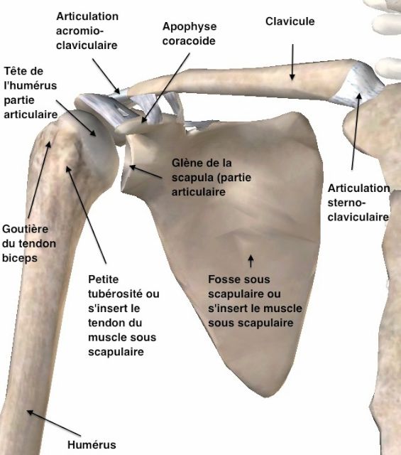 Os de l'épaule, vue antérieure