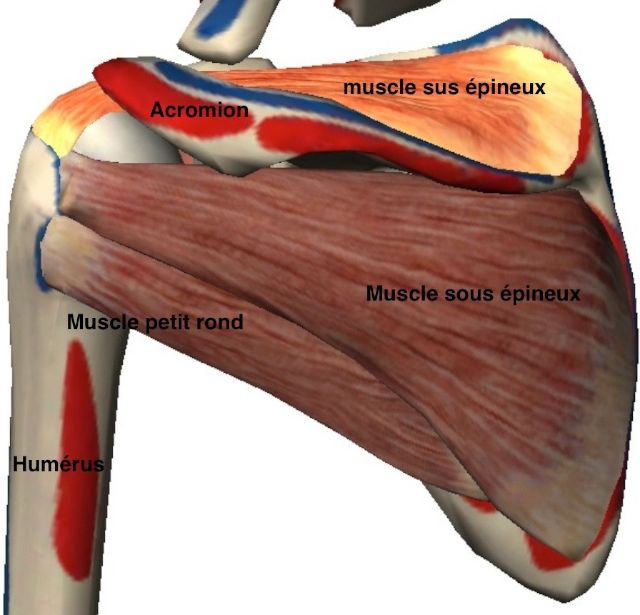 Vue arrière des muscles de la coiffe