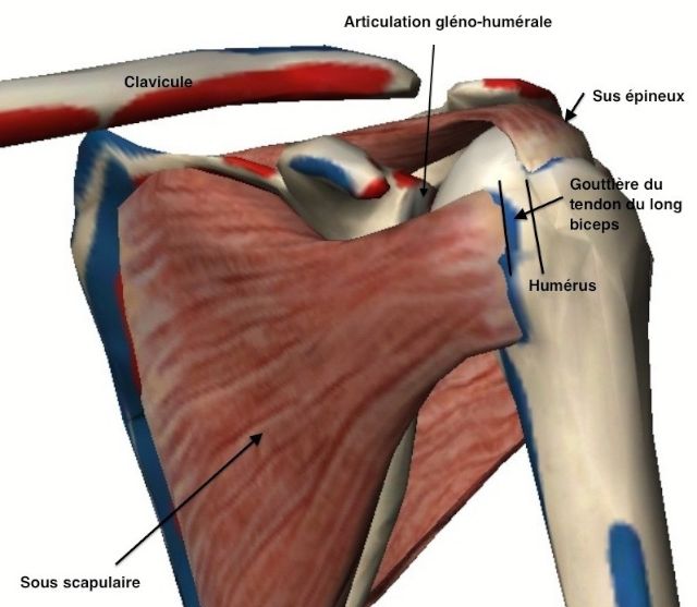 Vue antérieure des muscles de l'épaule