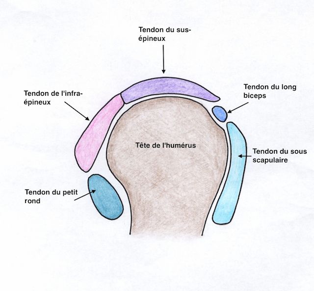 Vue de profil des tendons de la coiffe