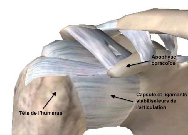 Eléments stabilisateurs de l'épaule