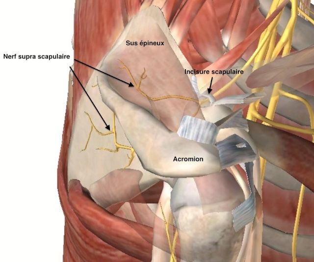 incisure du nerf supra-scapulaire