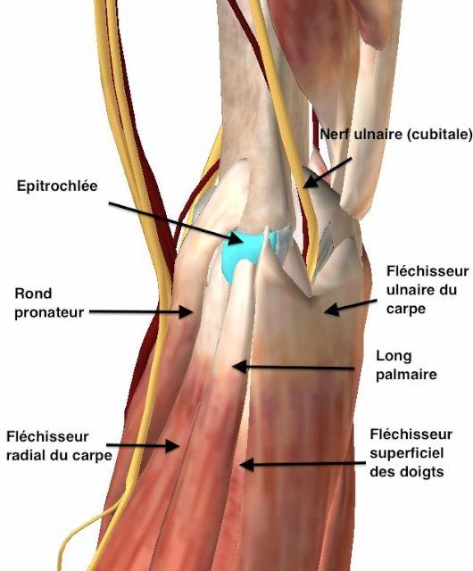 Anatomie des muscles s'insérant sur l'épitrochlée